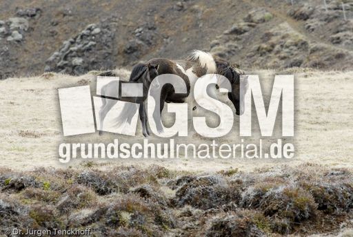 Islandpferde (31 von 50).jpg